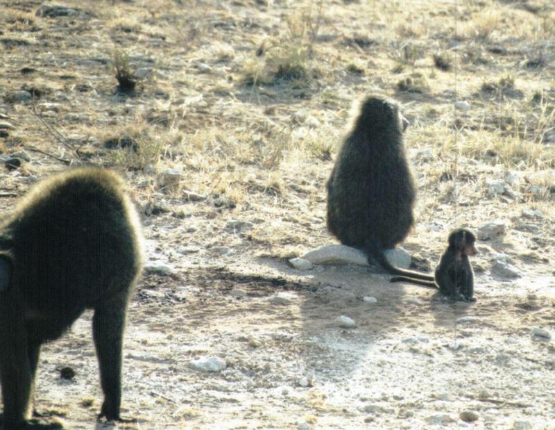 (P:AfricaPrimate) Dn-a0682.jpg (Olive Baboons); DISPLAY FULL IMAGE.