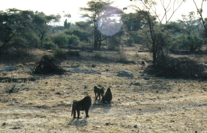 (P:AfricaPrimate) Dn-a0684.jpg (Olive Baboons); DISPLAY FULL IMAGE.