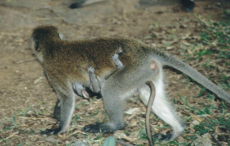 (P:\Africa\Primate) Dn-a0688.jpg (1/1) (98 K); DISPLAY FULL IMAGE.