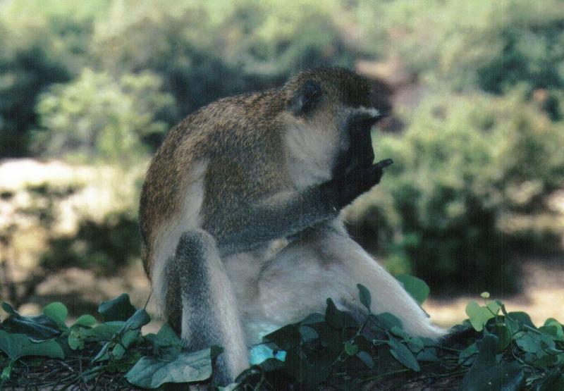 (P:\Africa\Primate) Dn-a0690.jpg (1/1) (99 K); DISPLAY FULL IMAGE.