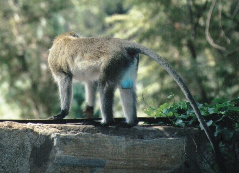 (P:\Africa\Primate) Dn-a0691.jpg (1/1) (107 K); DISPLAY FULL IMAGE.