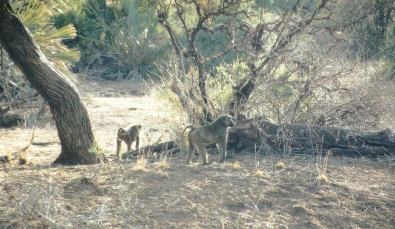 (P:AfricaPrimate) Dn-a0692.jpg (Olive Baboons); DISPLAY FULL IMAGE.