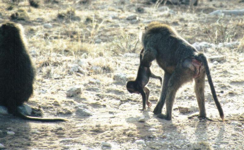 (P:AfricaPrimate) Dn-a0694.jpg (Olive Baboons); DISPLAY FULL IMAGE.