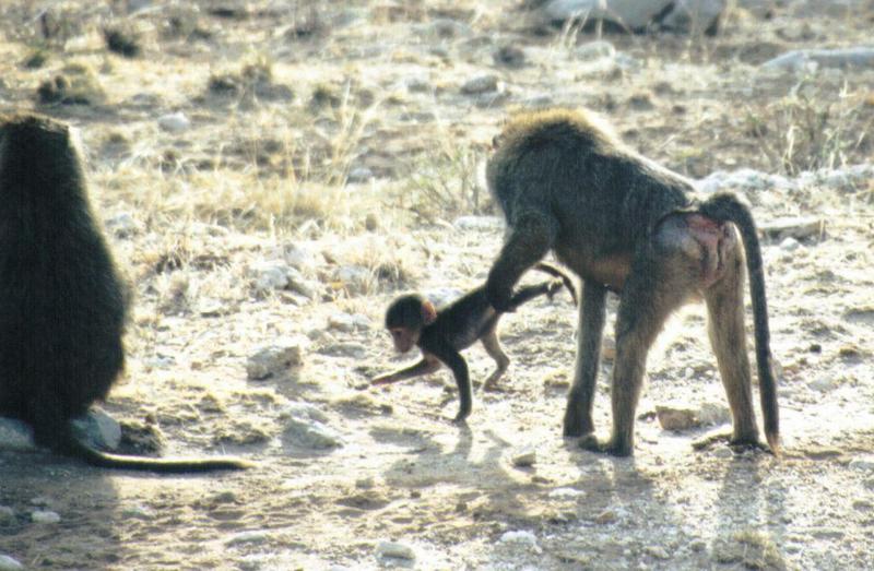 (P:AfricaPrimate) Dn-a0695.jpg (Olive Baboons); DISPLAY FULL IMAGE.