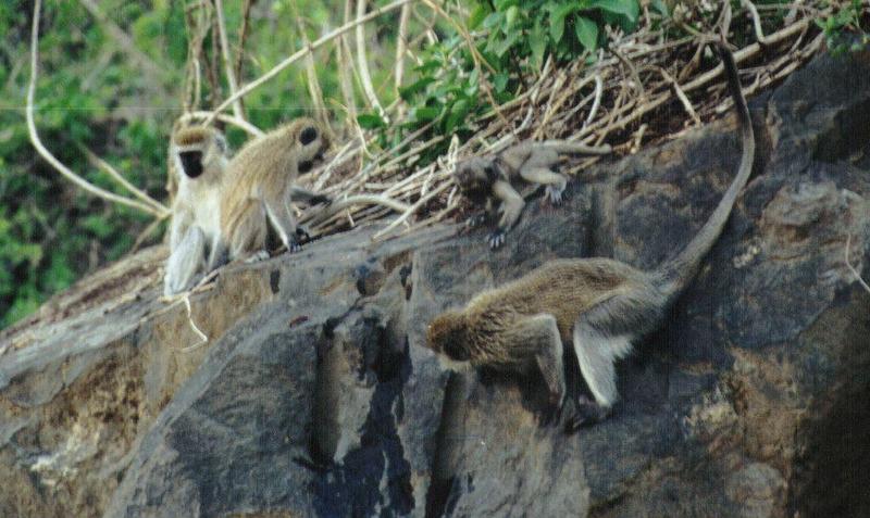 (P:\Africa\Primate) Dn-a0696.jpg (1/1) (127 K); DISPLAY FULL IMAGE.