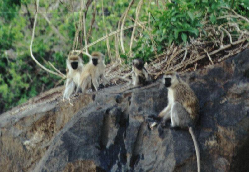 (P:\Africa\Primate) Dn-a0697.jpg (1/1) (114 K); DISPLAY FULL IMAGE.