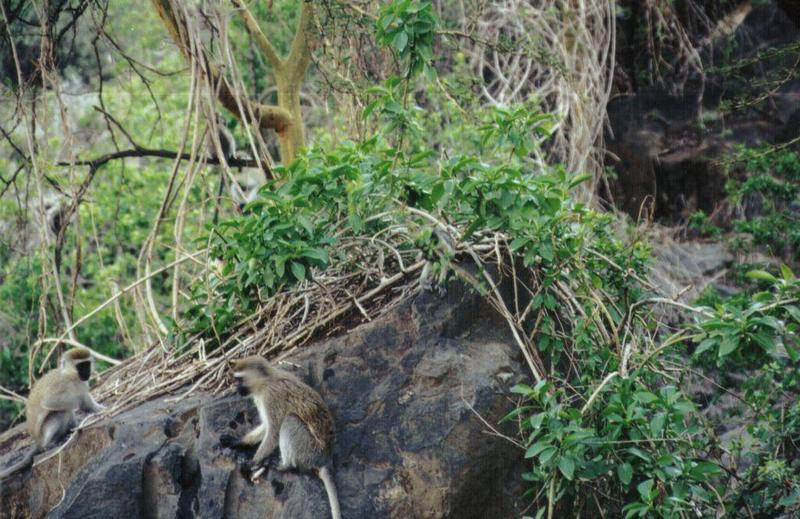 (P:\Africa\Primate) Dn-a0698.jpg (1/1) (150 K); DISPLAY FULL IMAGE.