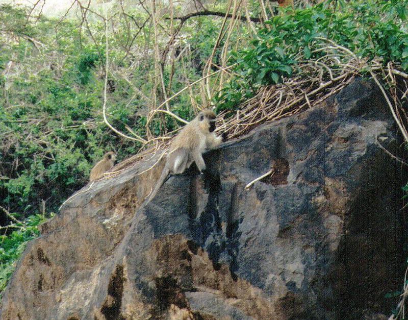 (P:\Africa\Primate) Dn-a0699.jpg (1/1) (219 K); DISPLAY FULL IMAGE.