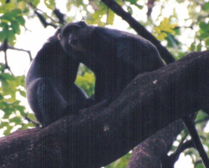 (P:\Africa\Primate) Dn-a0702.jpg (1/1) (102 K); DISPLAY FULL IMAGE.