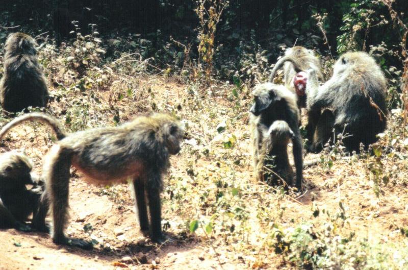 (P:\Africa\Primate) Dn-a0708.jpg (Olive Baboons); DISPLAY FULL IMAGE.