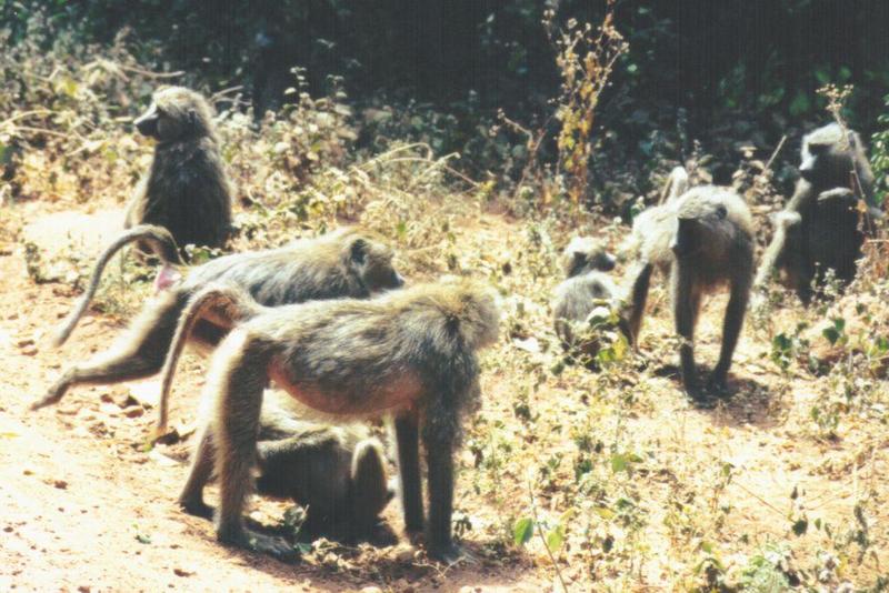(P:AfricaPrimate) Dn-a0709.jpg (Olive Baboons); DISPLAY FULL IMAGE.