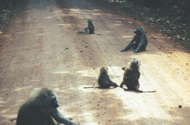 (P:AfricaPrimate) Dn-a0710.jpg (Olive Baboons); DISPLAY FULL IMAGE.