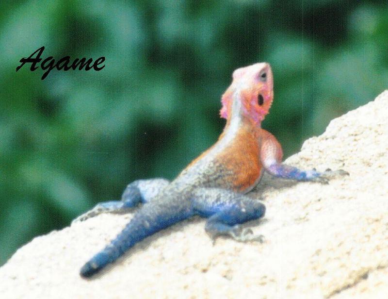 (P:\Africa\Reptile) Dn-a0715.jpg (1/1) (103 K); DISPLAY FULL IMAGE.