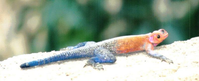 (P:AfricaReptile) Dn-a0716.jpg (1/1) (51 K) -- Mwanza flat-headed rock agama (Agama mwanzae); DISPLAY FULL IMAGE.
