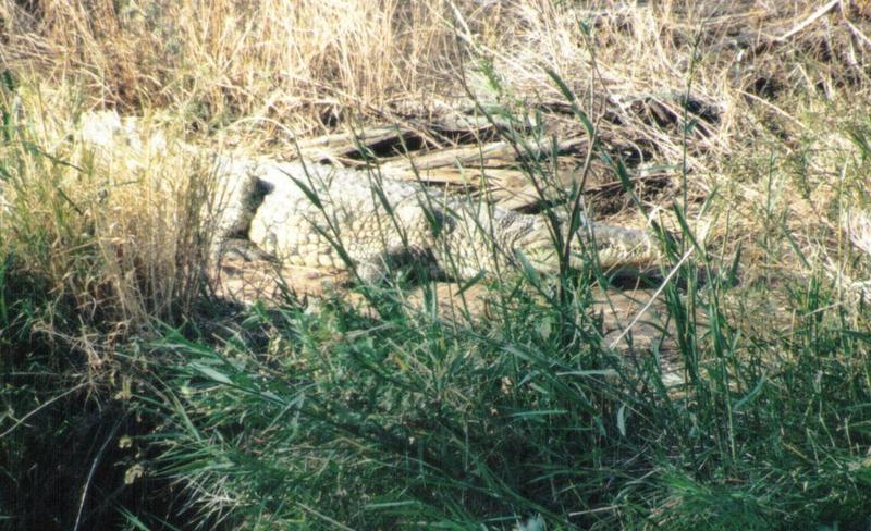 (P:\Africa\Reptile) Dn-a0721.jpg (Nile Crocodile); DISPLAY FULL IMAGE.