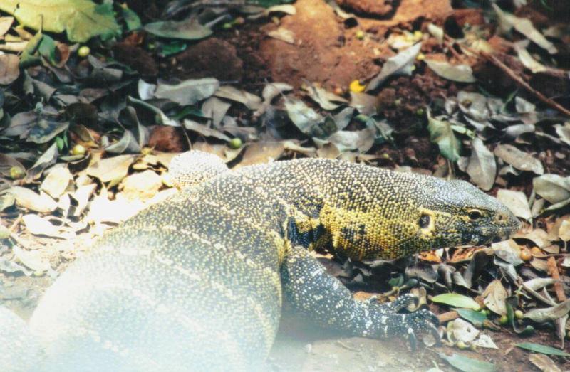 (P:\Africa\Reptile) Dn-a0725.jpg (Nile Monitor); DISPLAY FULL IMAGE.