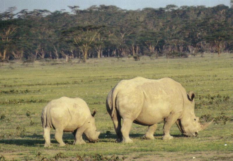 (P:\Africa\Rhino) Dn-a0727.jpg  - White Rhinoceros (Ceratotherium simum); DISPLAY FULL IMAGE.