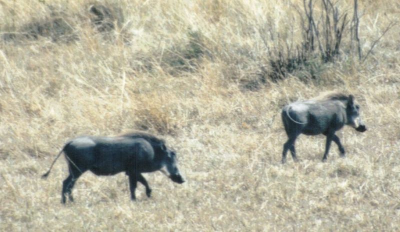 (P:\Africa\WartHog) Dn-a0870.jpg (1/1) (93 K); DISPLAY FULL IMAGE.