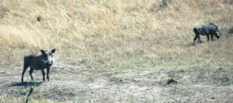 (P:\Africa\WartHog) Dn-a0871.jpg (1/1) (91 K); DISPLAY FULL IMAGE.