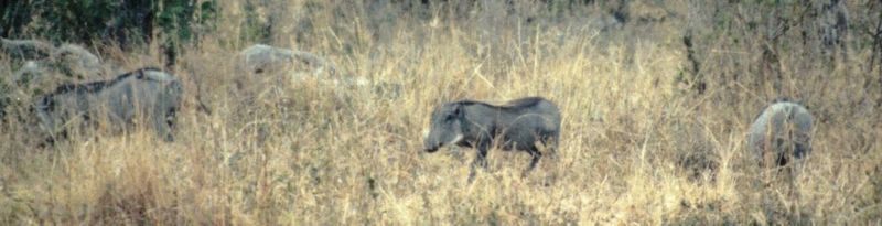 (P:\Africa\WartHog) Dn-a0872.jpg (1/1) (54 K); DISPLAY FULL IMAGE.