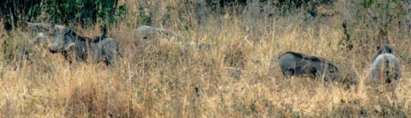 (P:\Africa\WartHog) Dn-a0873.jpg (1/1) (69 K); DISPLAY FULL IMAGE.