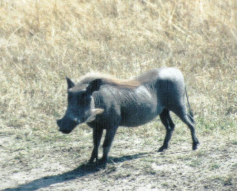 (P:\Africa\WartHog) Dn-a0874.jpg (1/1) (89 K); DISPLAY FULL IMAGE.