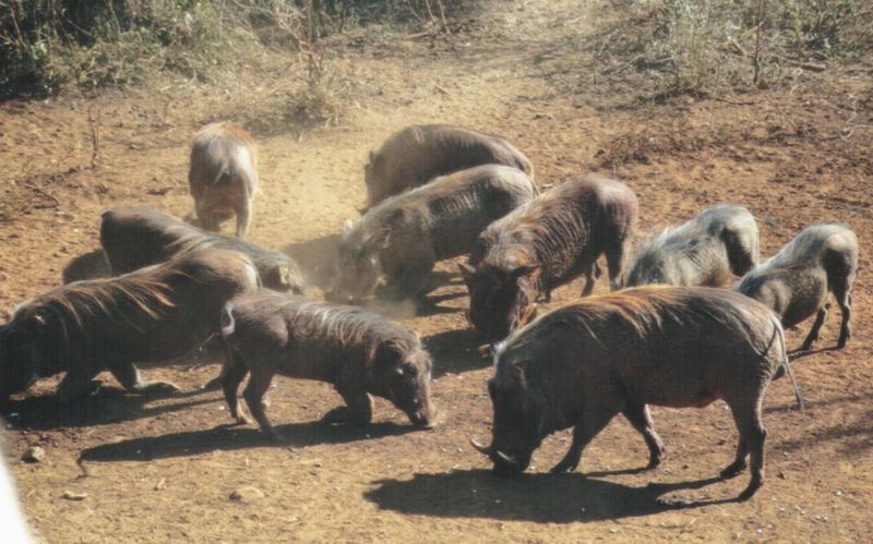 (P:\Africa\WartHog) Dn-a0875.jpg (1/1) (121 K); DISPLAY FULL IMAGE.