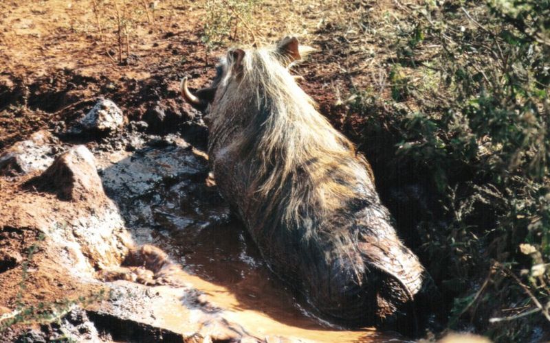 (P:\Africa\WartHog) Dn-a0876.jpg (1/1) (156 K); DISPLAY FULL IMAGE.