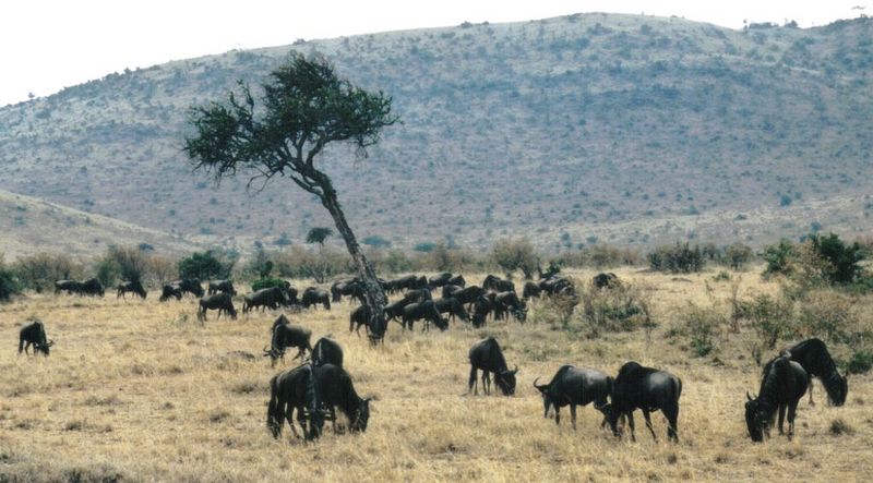 (P:\Africa\Wildebeast) Dn-a0881.jpg (1/1) (111 K); DISPLAY FULL IMAGE.