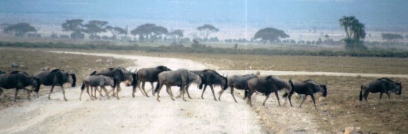 (P:\Africa\Wildebeast) Dn-a0882.jpg (1/1) (46 K); DISPLAY FULL IMAGE.