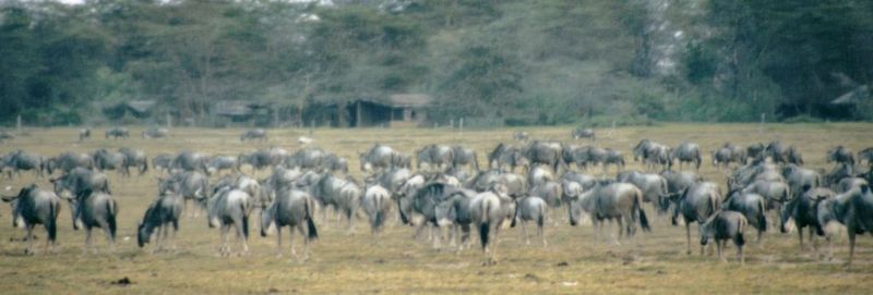 (P:\Africa\Wildebeast) Dn-a0883.jpg (1/1) (53 K); DISPLAY FULL IMAGE.