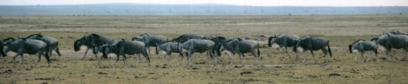 (P:\Africa\Wildebeast) Dn-a0884.jpg (1/1) (34 K); DISPLAY FULL IMAGE.