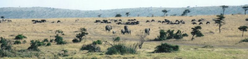 (P:\Africa\Wildebeast) Dn-a0885.jpg (1/1) (46 K); DISPLAY FULL IMAGE.