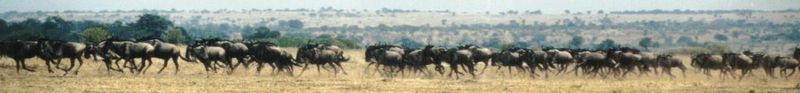 (P:\Africa\Wildebeast) Dn-a0886.jpg (1/1) (26 K); DISPLAY FULL IMAGE.