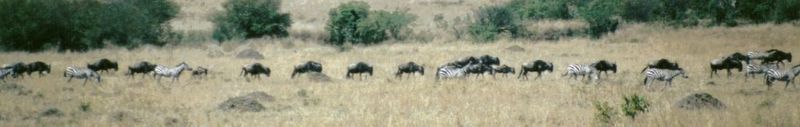(P:\Africa\Wildebeast) Dn-a0887.jpg (1/1) (31 K); DISPLAY FULL IMAGE.