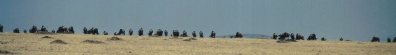 (P:\Africa\Wildebeast) Dn-a0889.jpg (1/1) (14 K); DISPLAY FULL IMAGE.