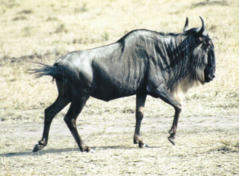 (P:\Africa\Wildebeast) Dn-a0890.jpg (1/1) (104 K); DISPLAY FULL IMAGE.