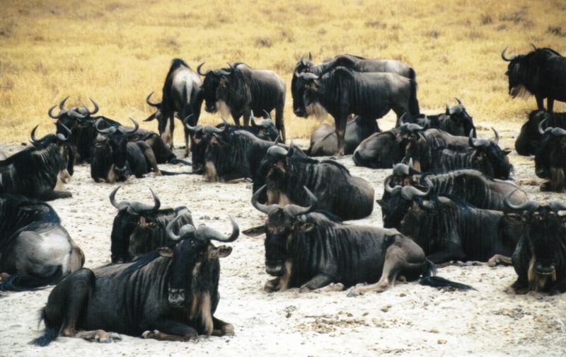 (P:\Africa\Wildebeast) Dn-a0907.jpg (1/1) (113 K); DISPLAY FULL IMAGE.
