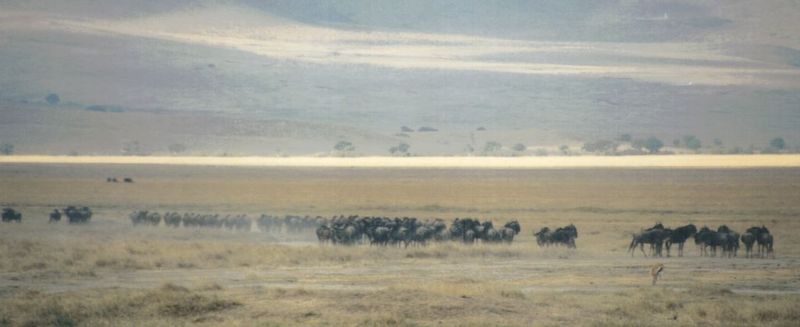 (P:\Africa\Wildebeast) Dn-a0908.jpg (1/1) (44 K); DISPLAY FULL IMAGE.