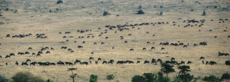 (P:\Africa\Wildebeast) Dn-a0910.jpg (1/1) (66 K); DISPLAY FULL IMAGE.