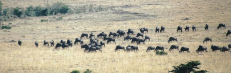 (P:\Africa\Wildebeast) Dn-a0911.jpg (1/1) (54 K); DISPLAY FULL IMAGE.