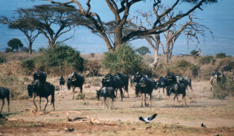 (P:\Africa\Wildebeast) Dn-a0912.jpg (1/1) (111 K); DISPLAY FULL IMAGE.