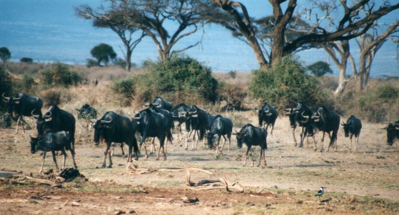 (P:\Africa\Wildebeast) Dn-a0914.jpg (1/1) (111 K); DISPLAY FULL IMAGE.