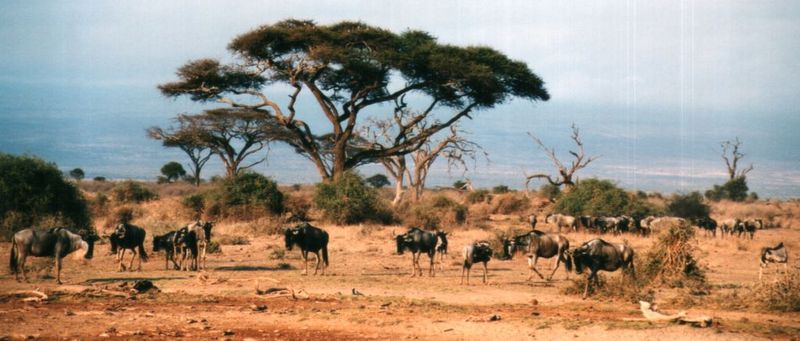 (P:\Africa\Wildebeast) Dn-a0915.jpg (1/1) (85 K); DISPLAY FULL IMAGE.