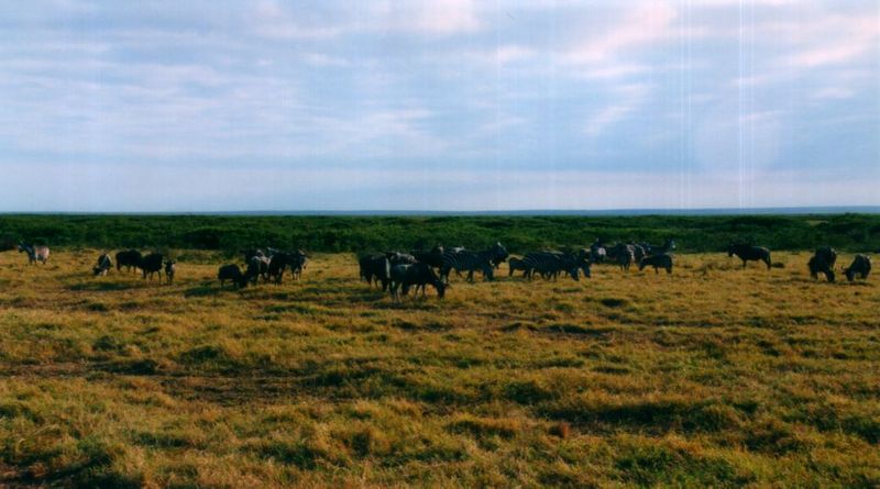 (P:\Africa\Wildebeast) Dn-a0916.jpg (1/1) (88 K); DISPLAY FULL IMAGE.