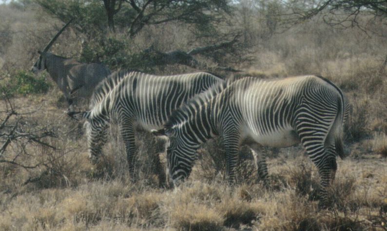 (P:\Africa\Zebra-Grevy) Dn-a0920.jpg (1/1) (73 K); DISPLAY FULL IMAGE.