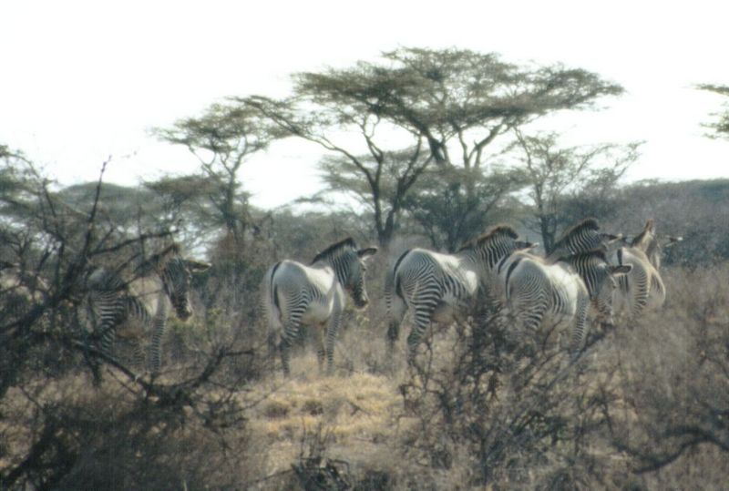 (P:\Africa\Zebra-Grevy) Dn-a0923.jpg (1/1) (94 K); DISPLAY FULL IMAGE.