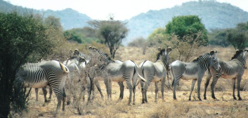 (P:\Africa\Zebra-Grevy) Dn-a0929.jpg (1/1) (93 K); DISPLAY FULL IMAGE.