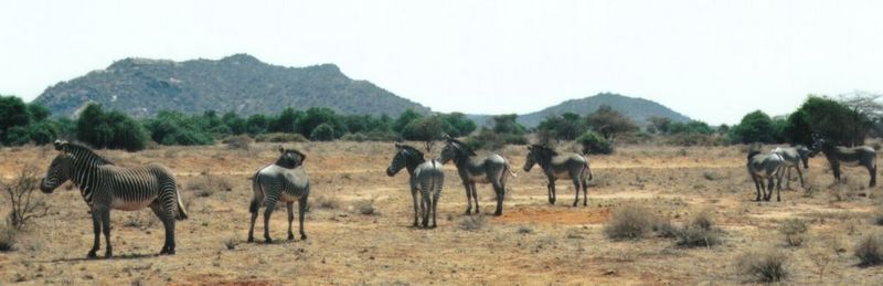 (P:\Africa\Zebra-Grevy) Dn-a0930.jpg (1/1) (54 K); DISPLAY FULL IMAGE.