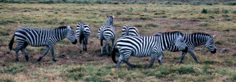 (P:AfricaZebra-Plains) Dn-a0943.jpg (Plains Zebra); DISPLAY FULL IMAGE.